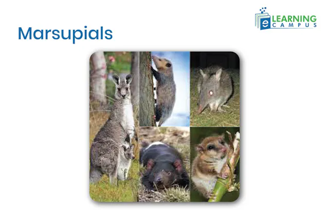 What Are Mammals? Characteristics, Types & Examples Facts